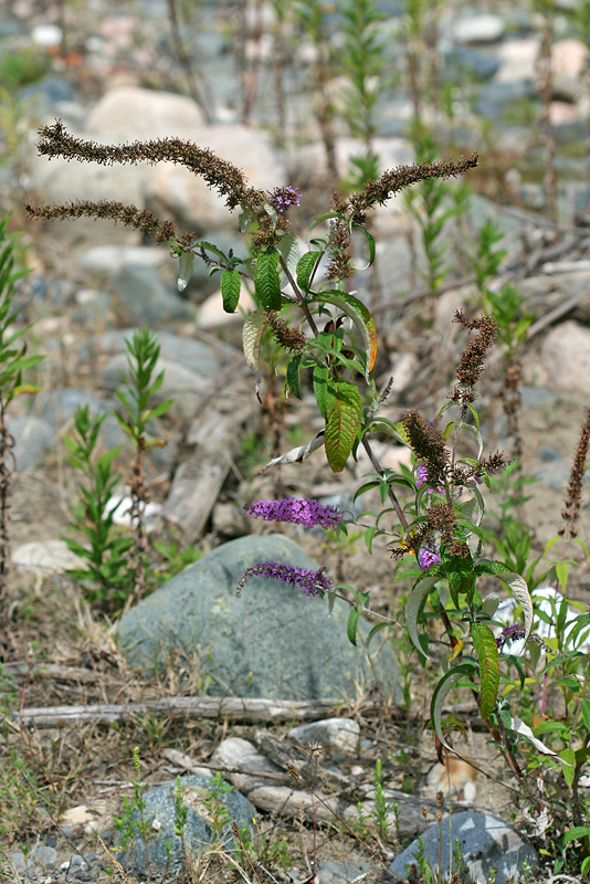 Image of Buddleja davidii specimen.