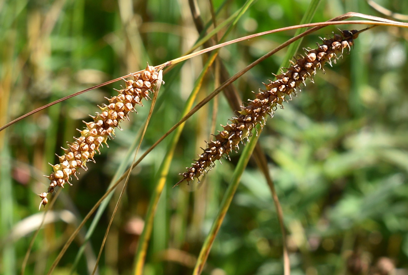 Изображение особи Carex rostrata.