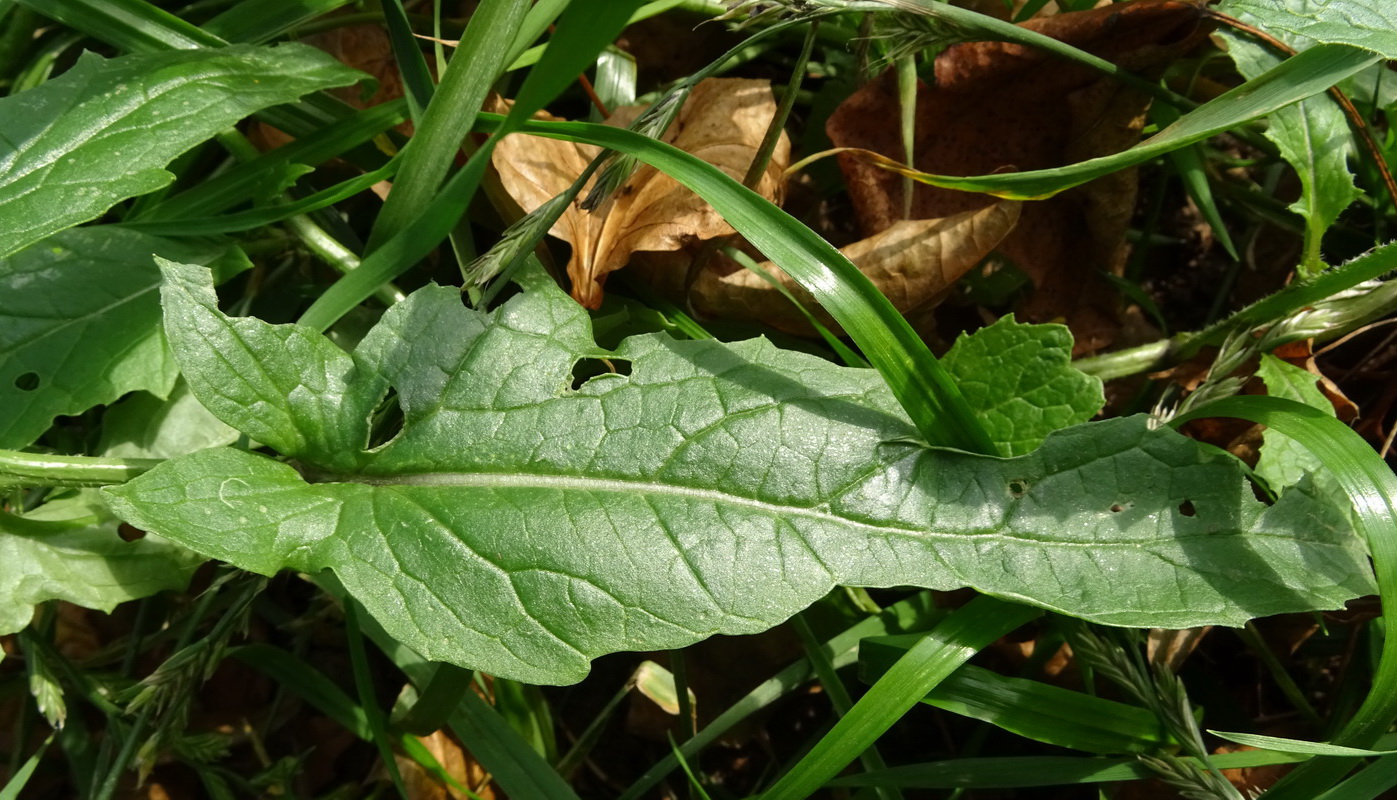 Image of Sinapis arvensis specimen.