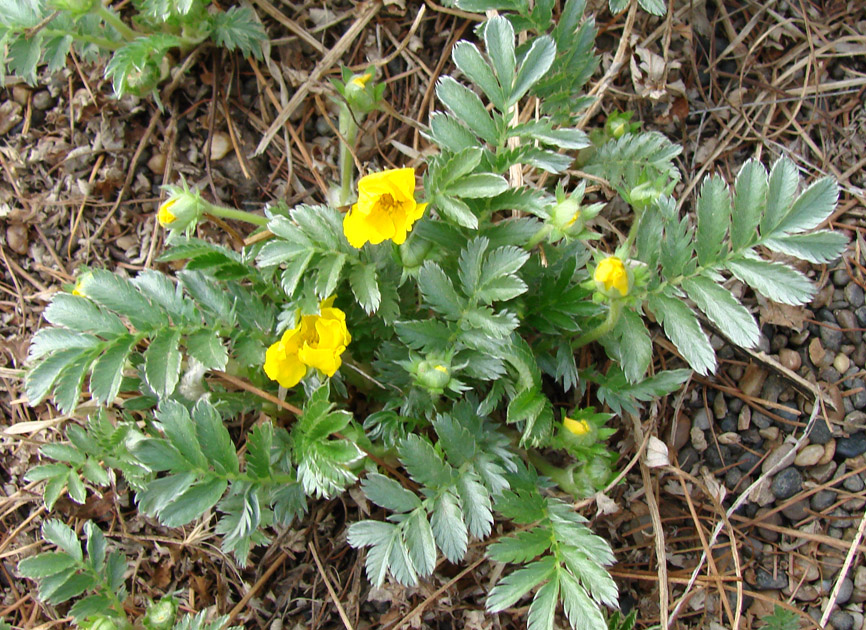 Изображение особи Potentilla anserina.