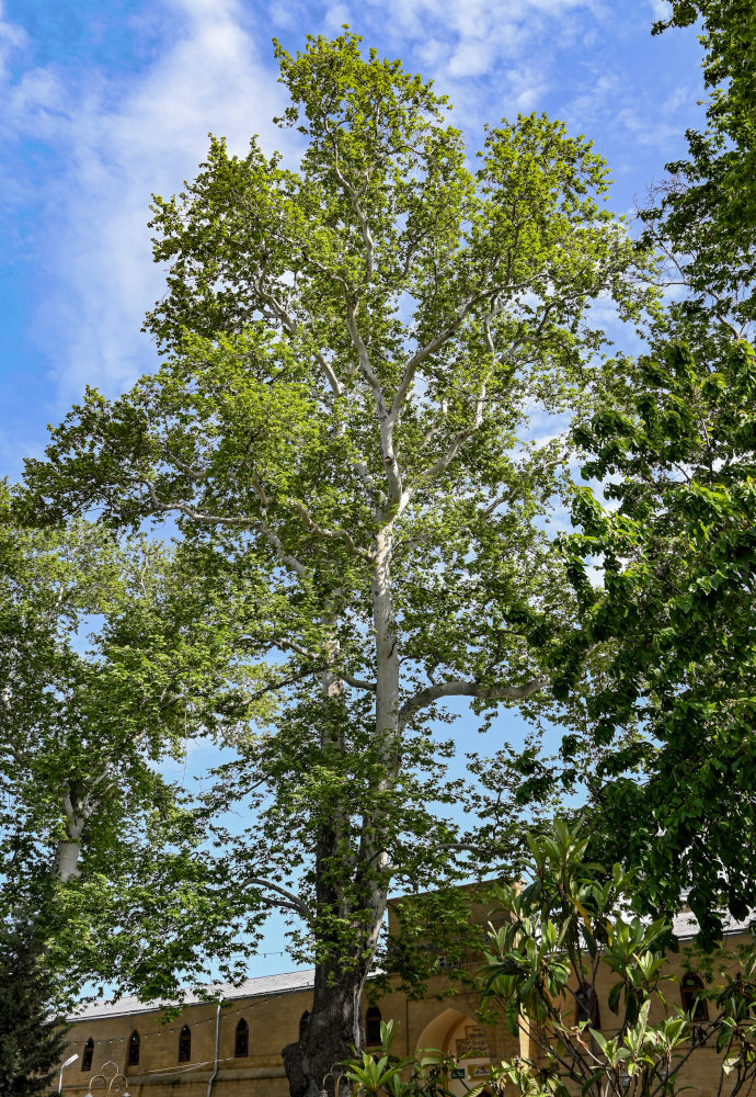 Image of Platanus orientalis specimen.