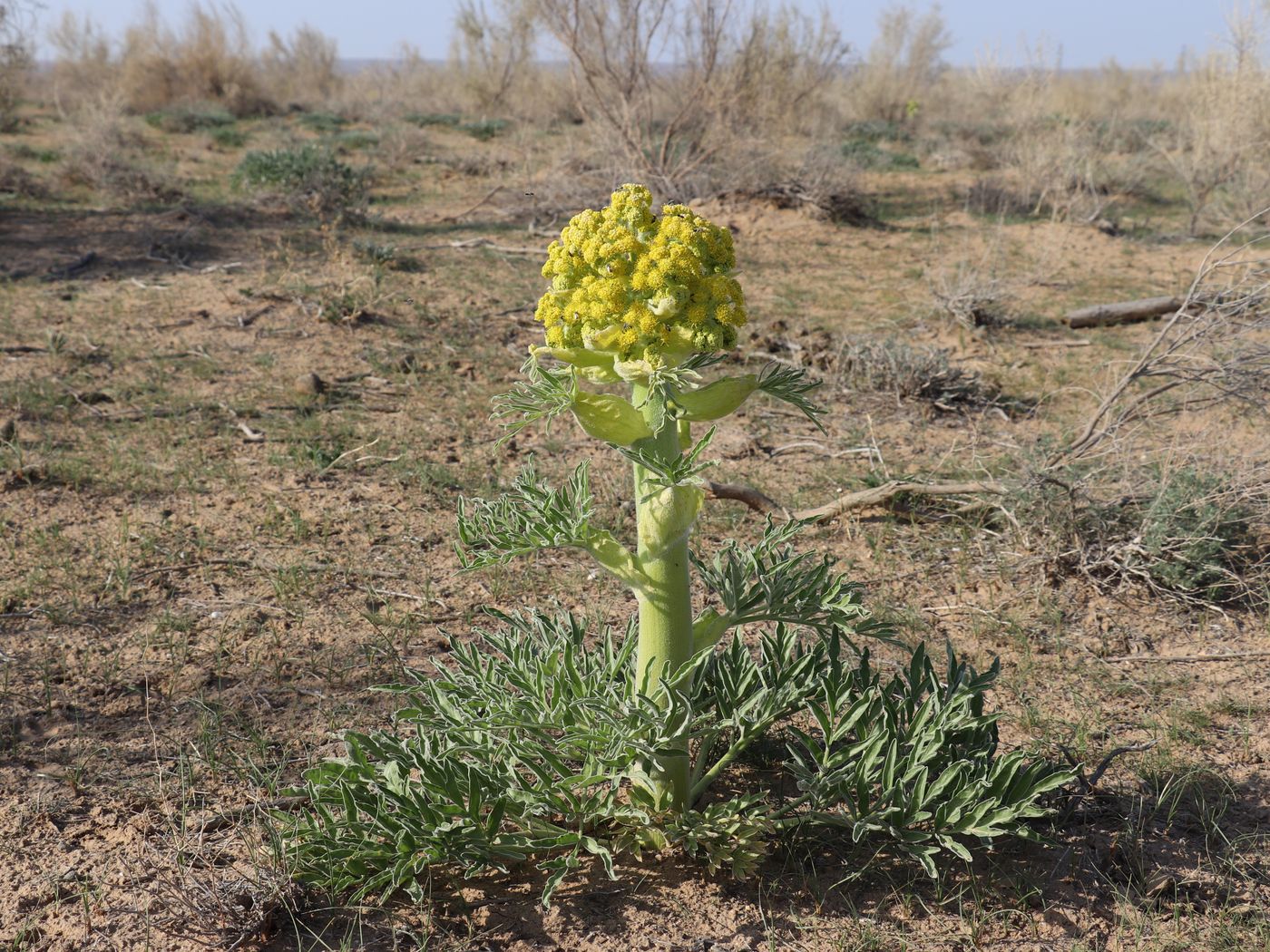 Image of Ferula foetida specimen.