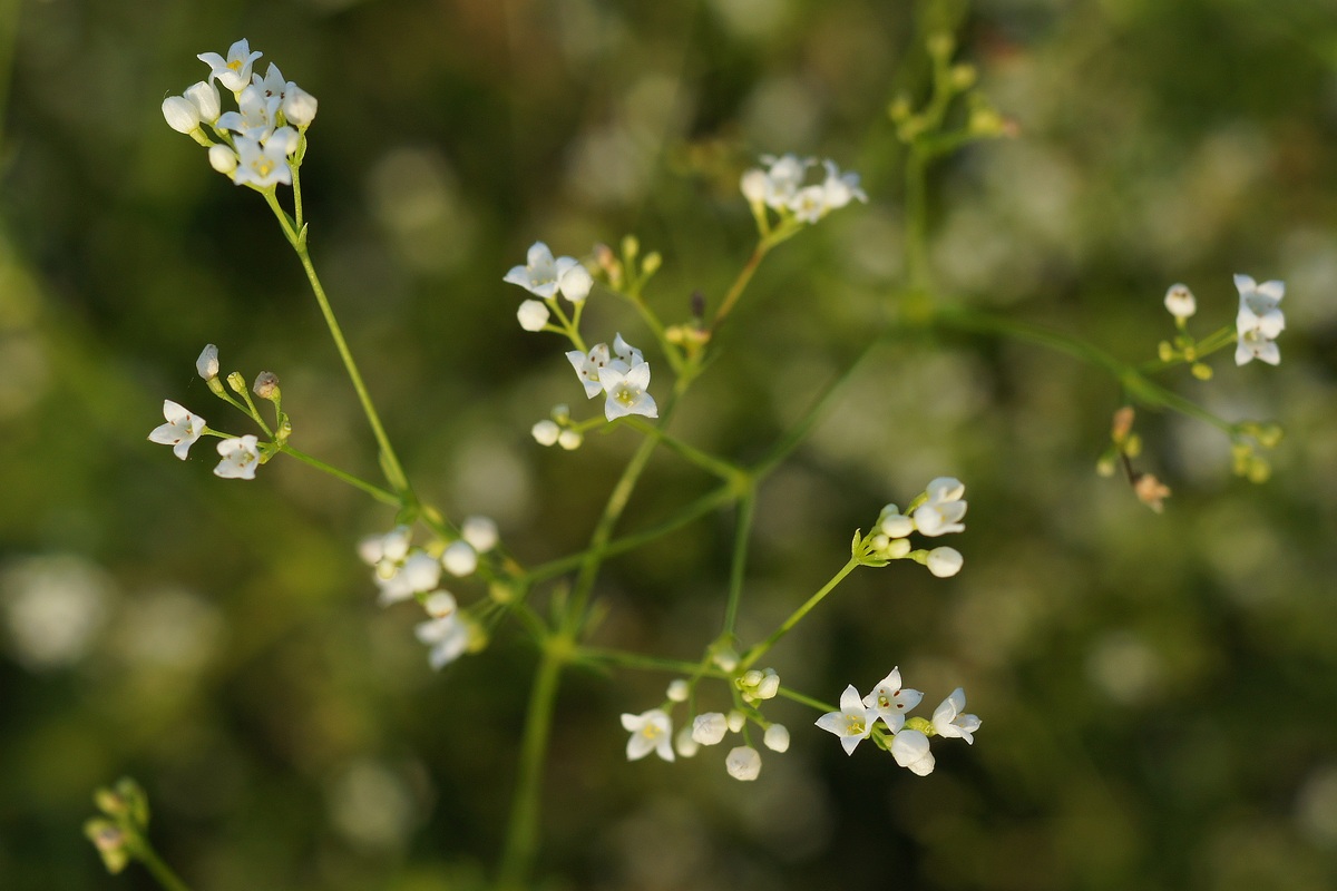 Изображение особи Galium octonarium.