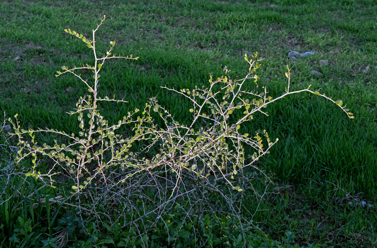 Image of Paliurus spina-christi specimen.