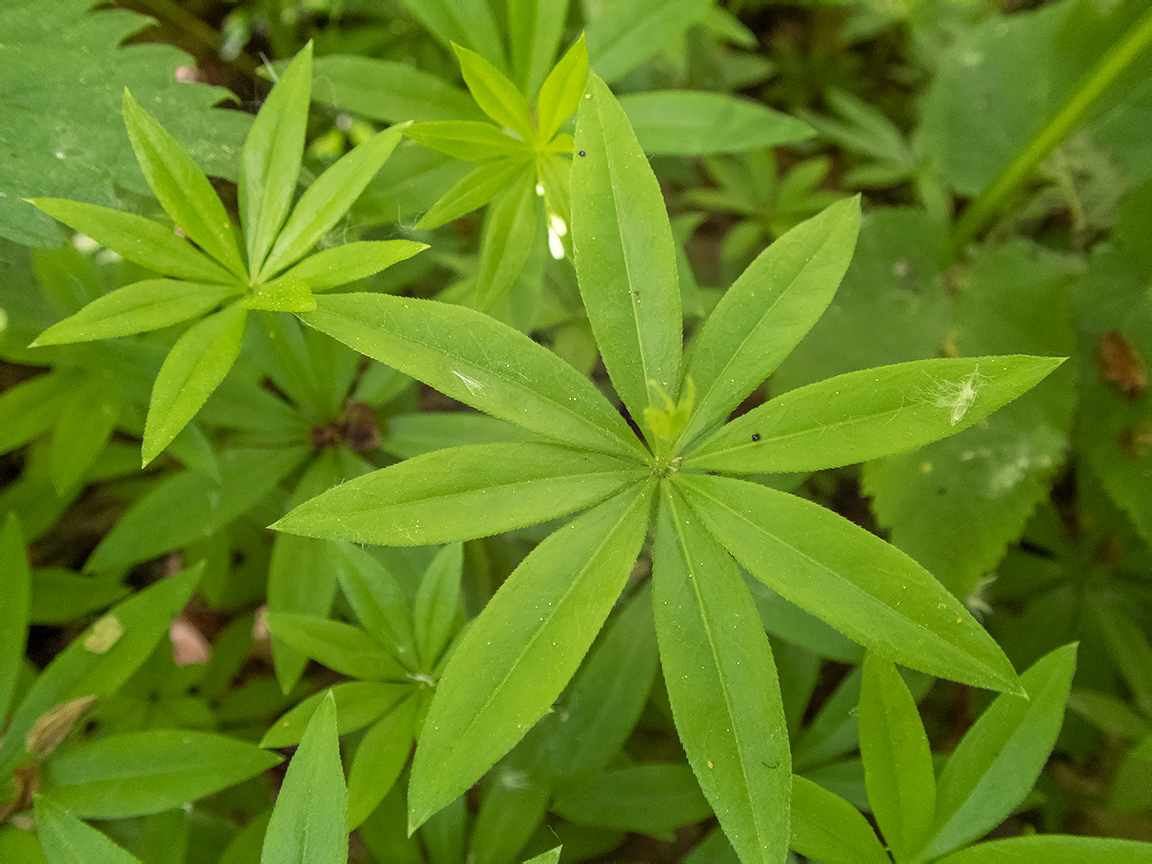 Изображение особи Galium odoratum.