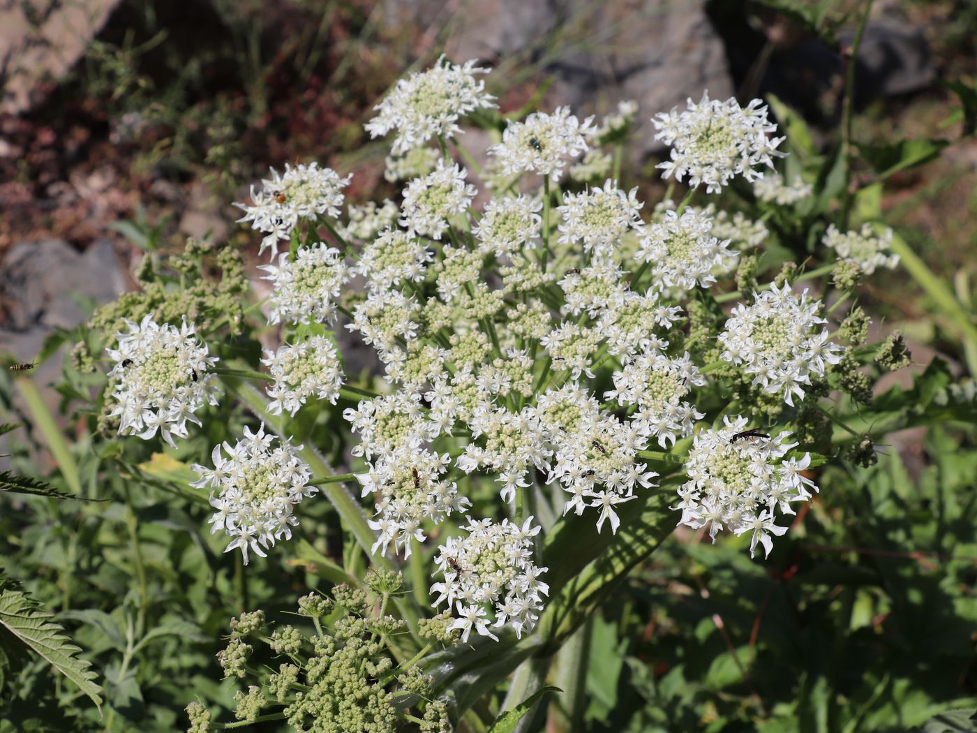 Изображение особи Heracleum lehmannianum.