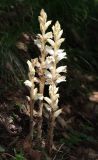 genus Orobanche. Цветущие растения. Дагестан, Левашинский р-н, окр. с. Цудахар, широколиственный лес. 18 июня 2023 г.