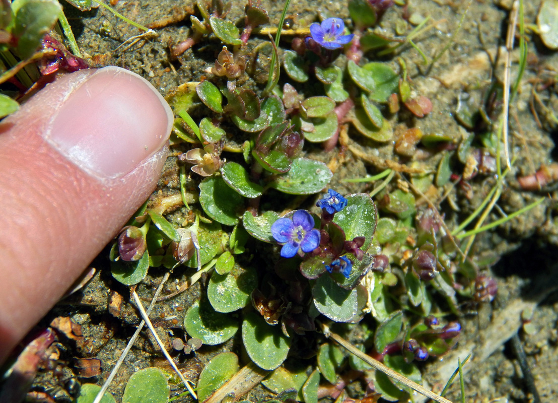 Image of genus Veronica specimen.