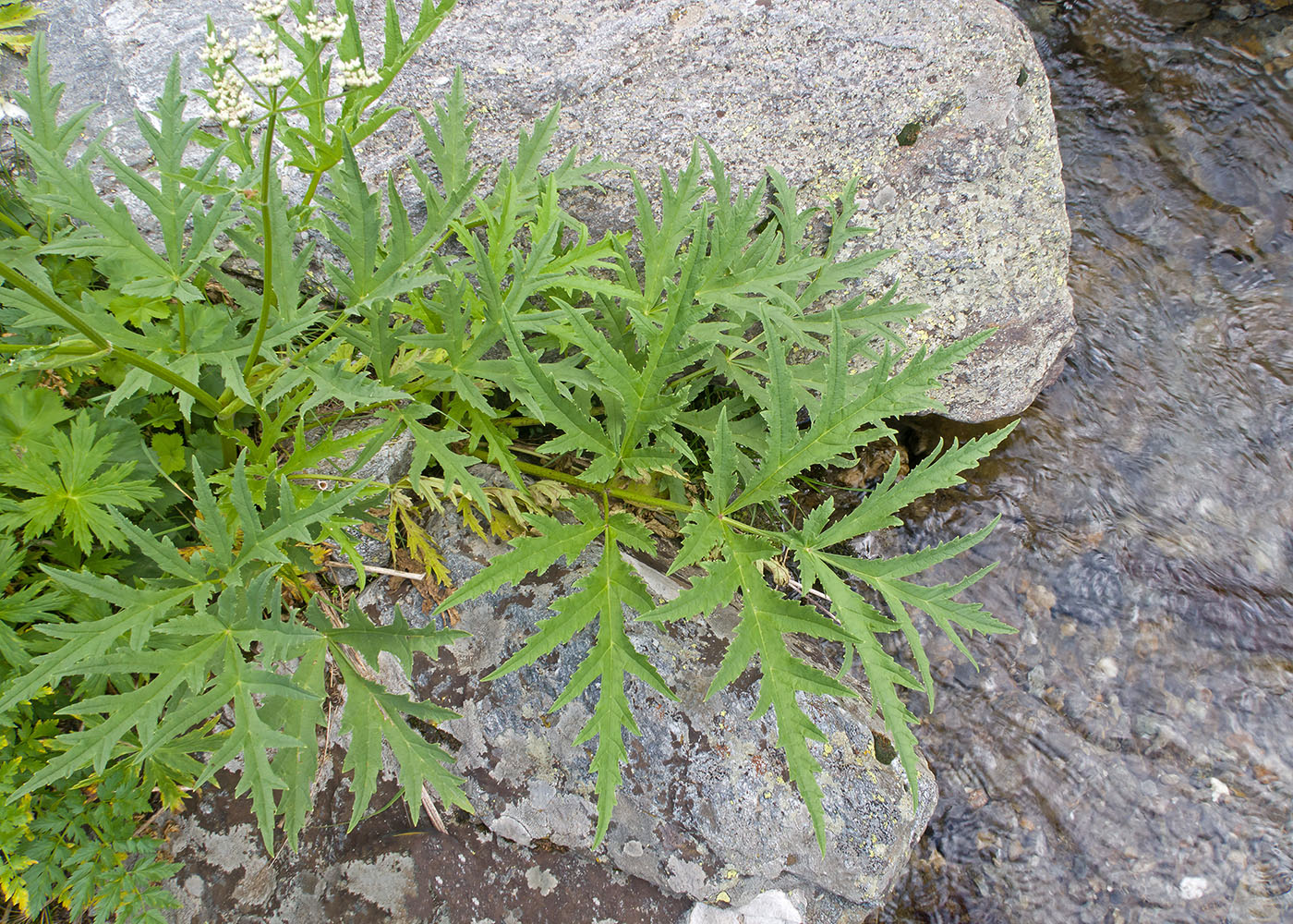 Image of Heracleum freynianum specimen.