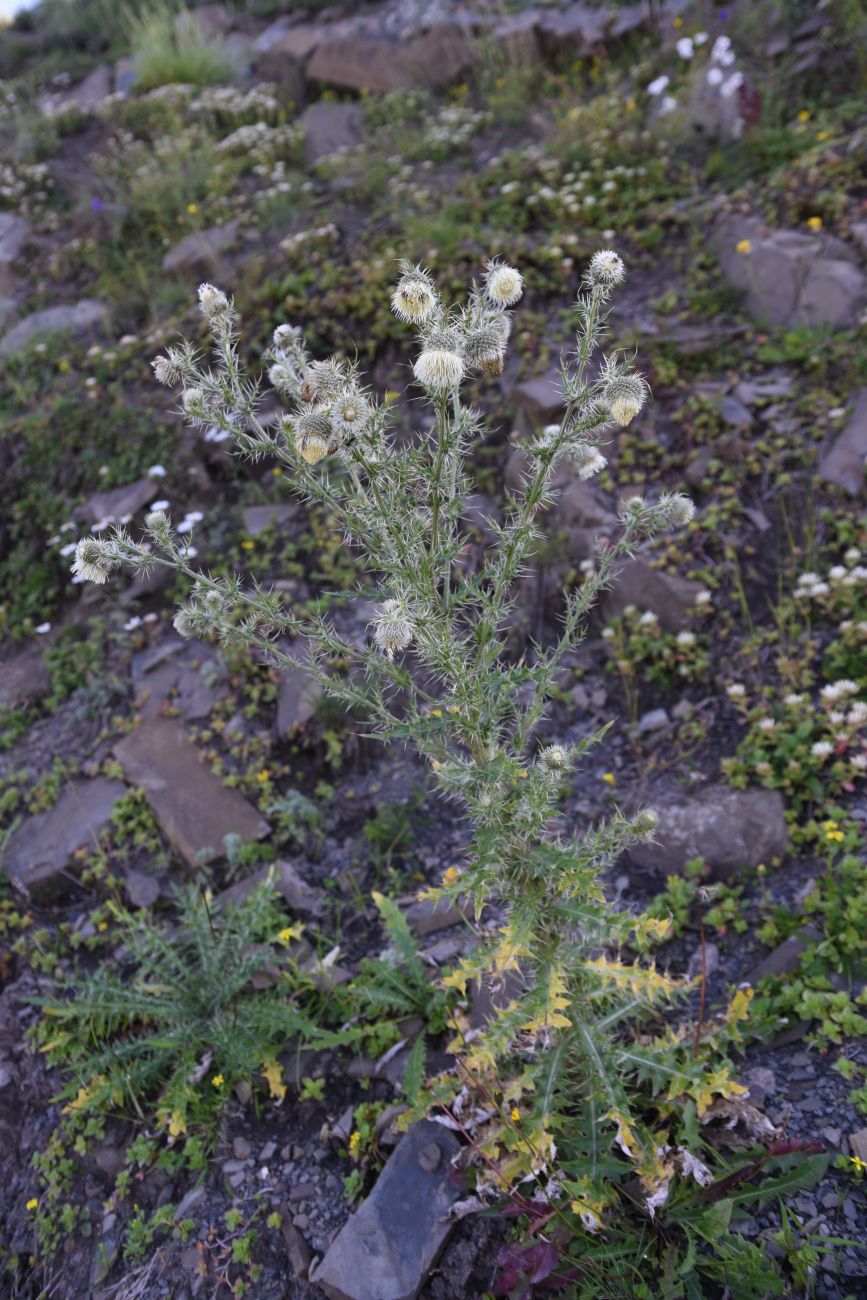 Изображение особи Cirsium echinus.