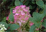 Hydrangea paniculata