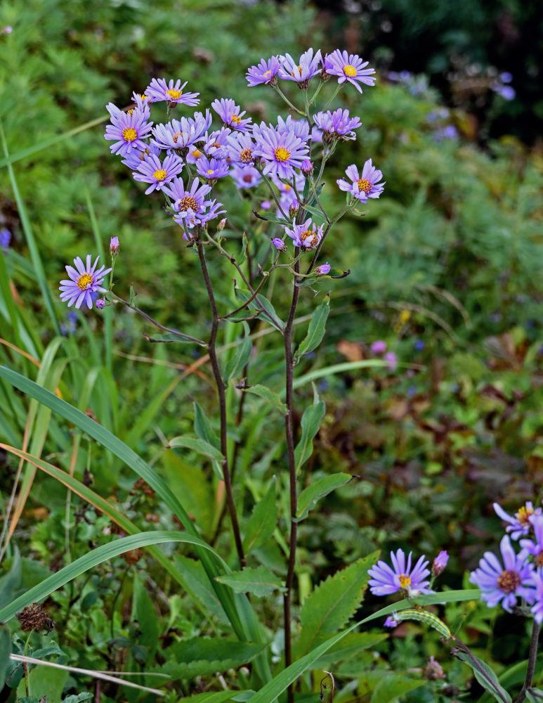 Изображение особи Aster tataricus.