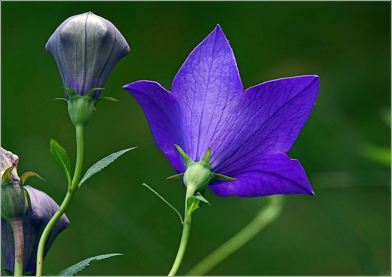 Image of Platycodon grandiflorus specimen.