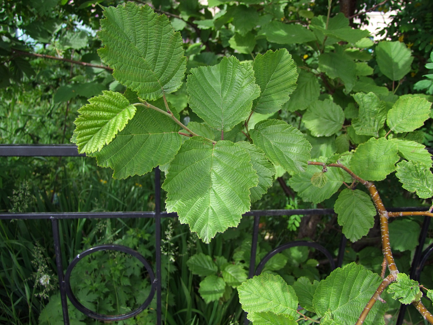 Изображение особи Alnus hirsuta.