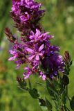 Lythrum salicaria