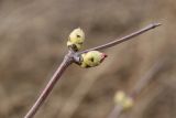 род Sambucus. Побег с распускающимися генеративными почками. Санкт-Петербург, Кронштадтский р-н; о-в Котлин, батарея \"Демидов\", гребень земляного вала. 31.03.2024.