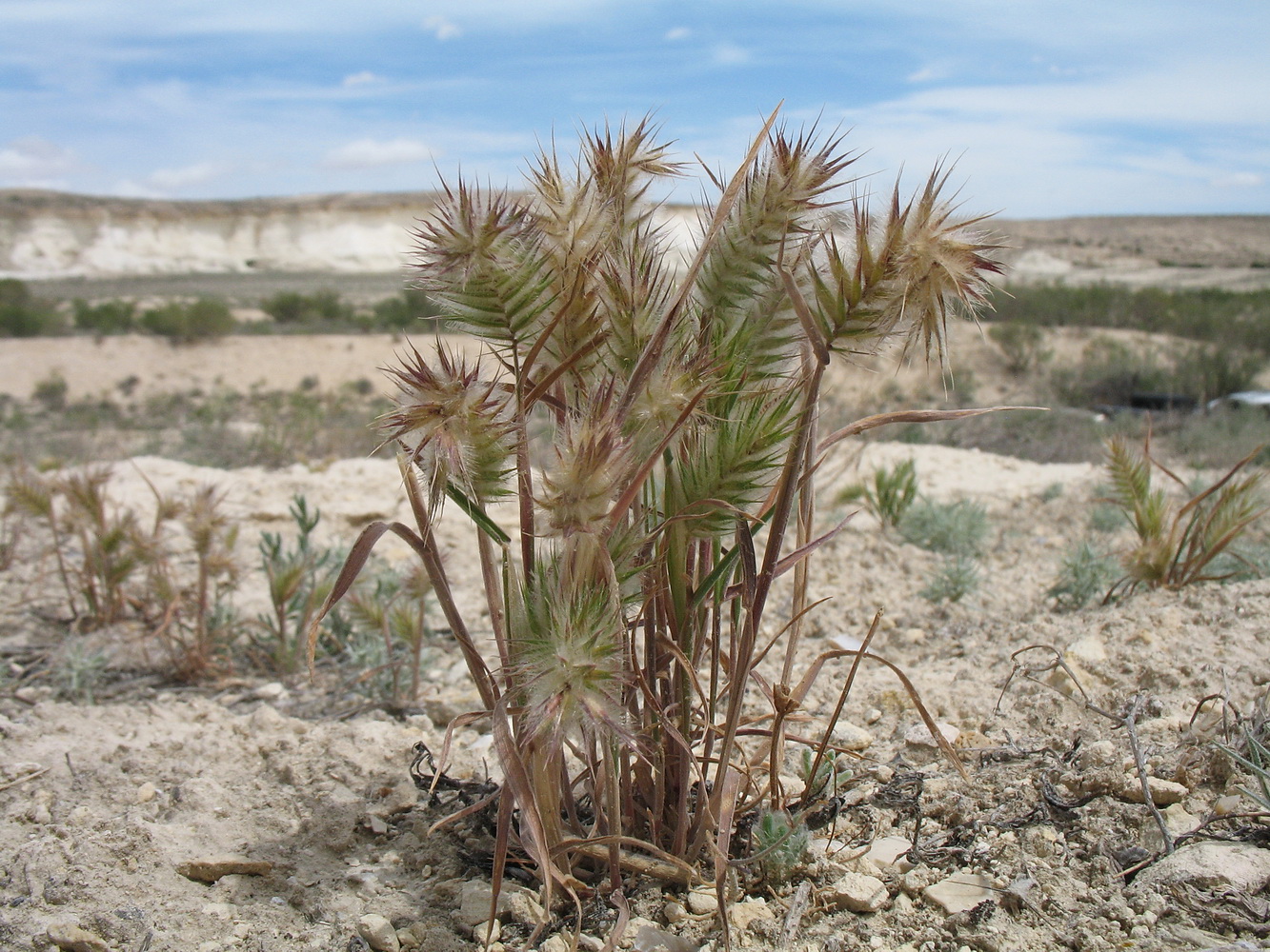 Image of Eremopyrum orientale specimen.