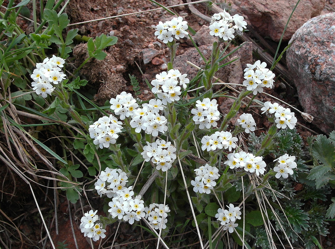 Image of Eritrichium villosum specimen.