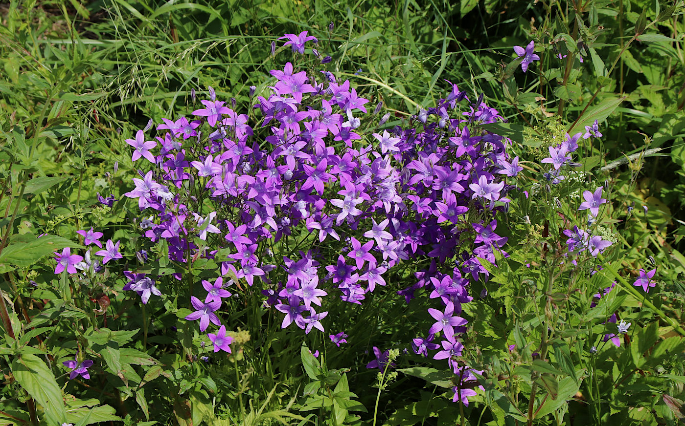 Image of Campanula patula specimen.