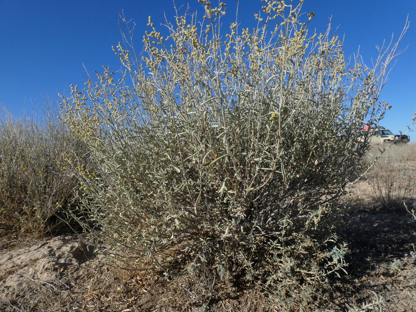 Image of Atriplex cana specimen.