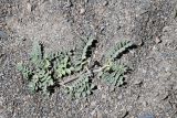 genus Astragalus