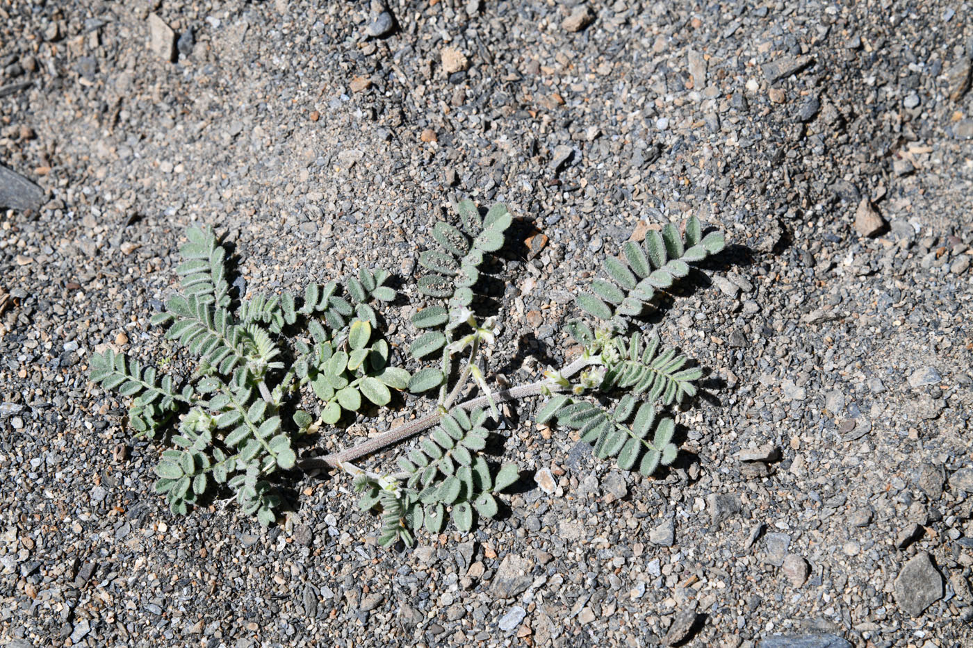 Image of Astragalus ophiocarpus specimen.