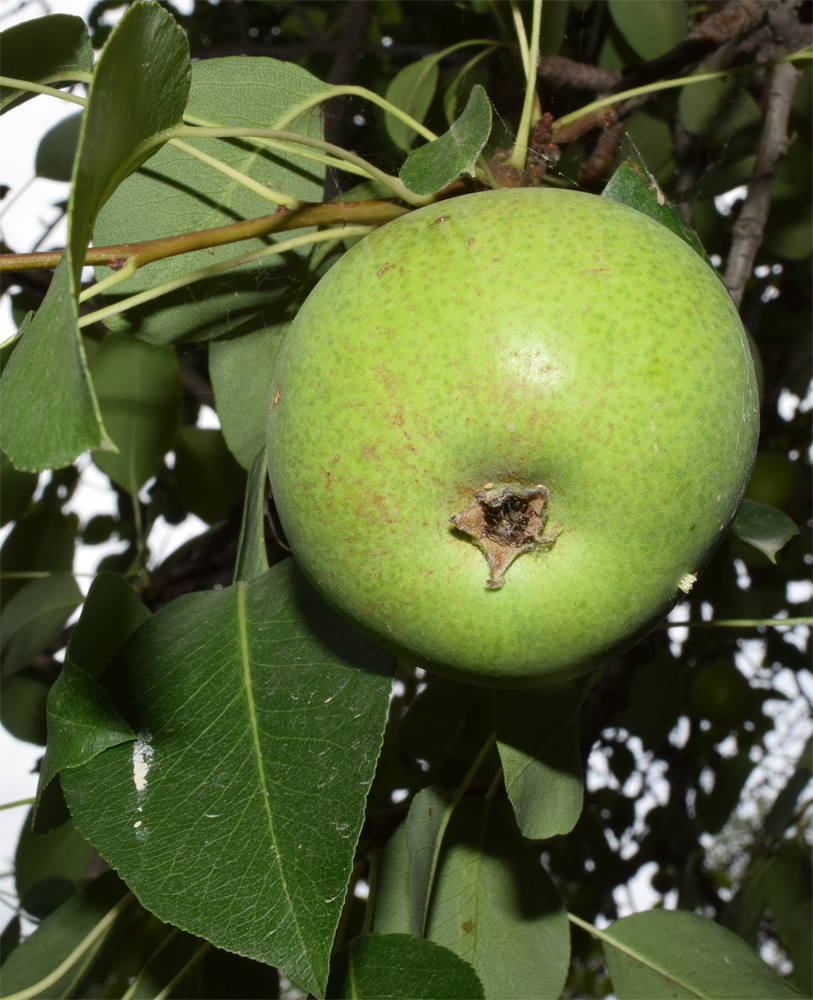 Image of Pyrus communis specimen.