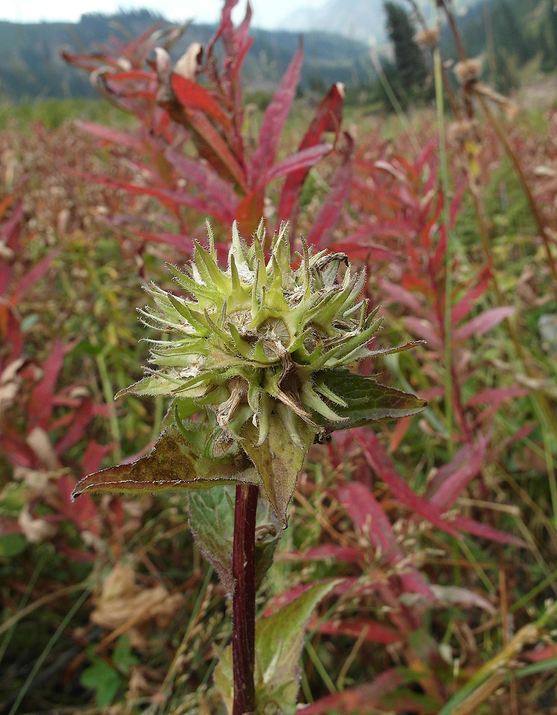 Image of Campanula glomerata specimen.