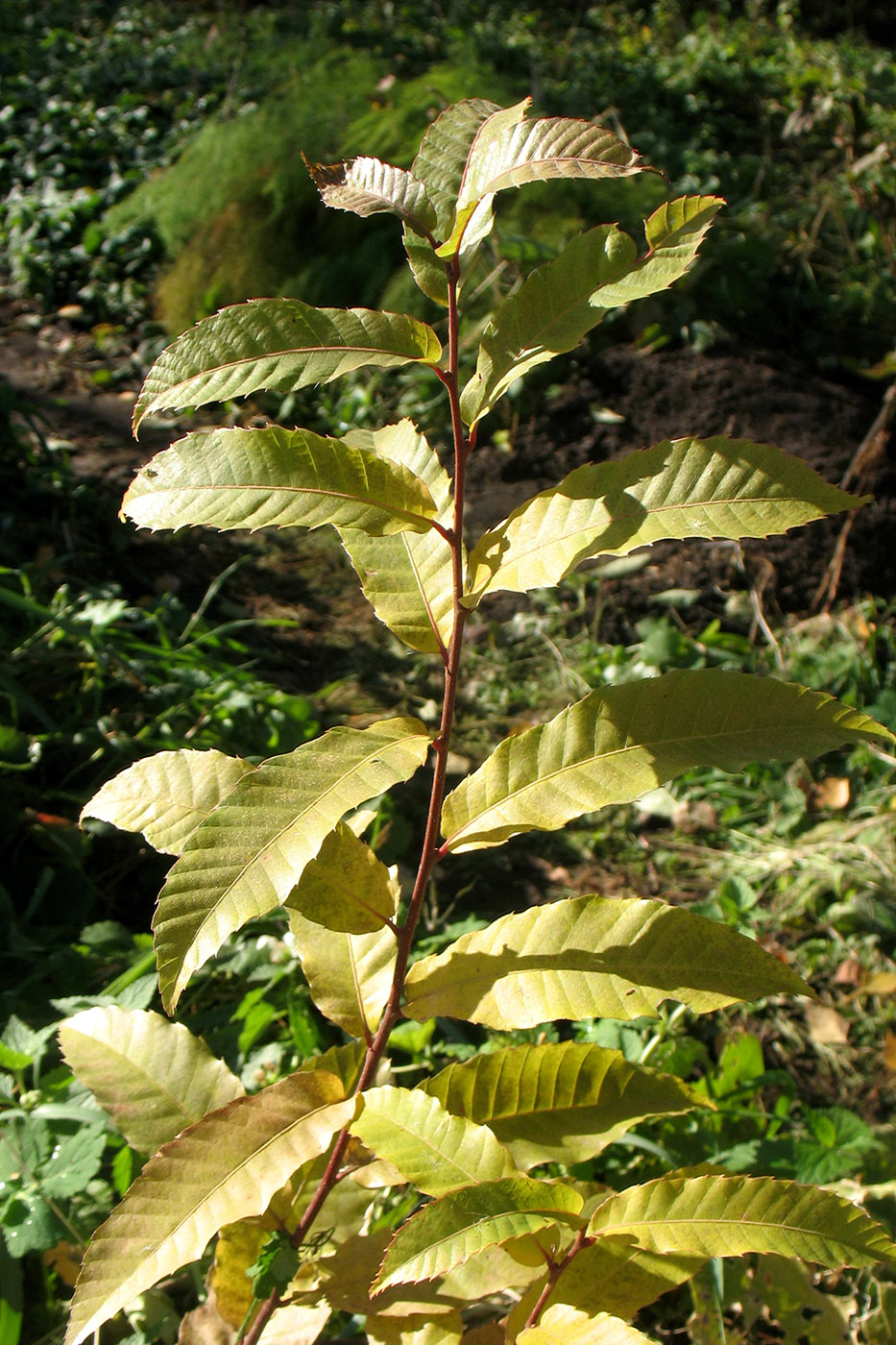 Image of Castanea sativa specimen.