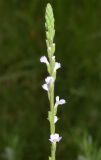 Verbena officinalis. Верхушка соцветия. Узбекистан, Андижанская обл. Ходжаабадский р-н, окр. г. Ходжаабад, левый берег канала Шахрихансай. 06.07.2023.