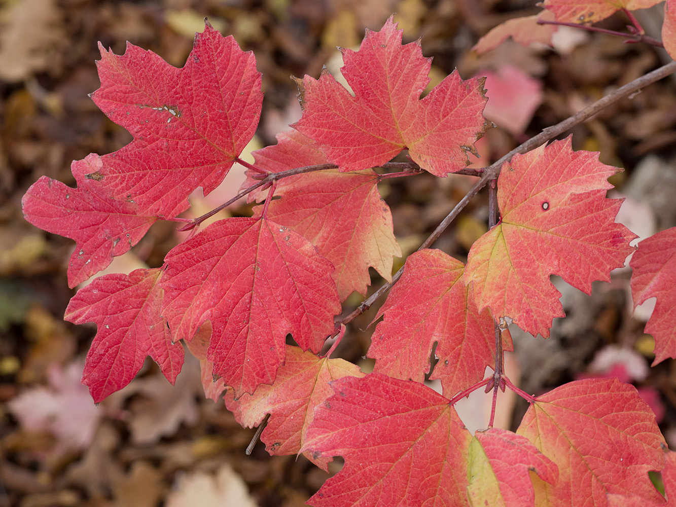 Image of Viburnum opulus specimen.