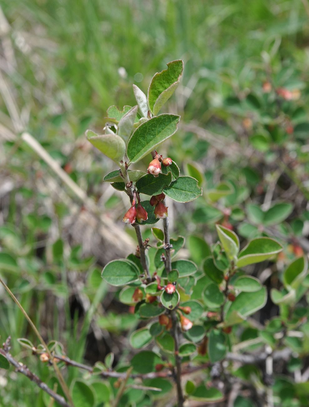 Изображение особи Cotoneaster integerrimus.