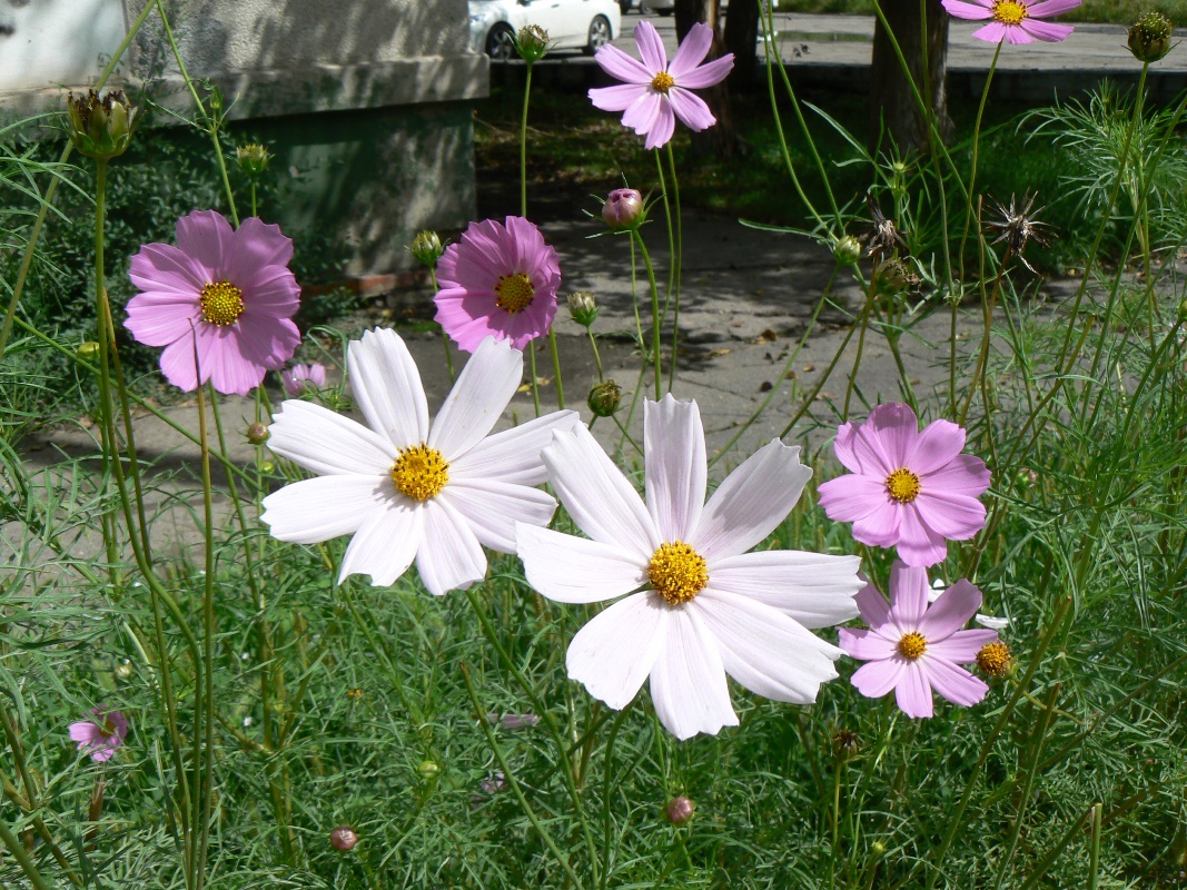 Изображение особи Cosmos bipinnatus.