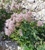 Eupatorium cannabinum