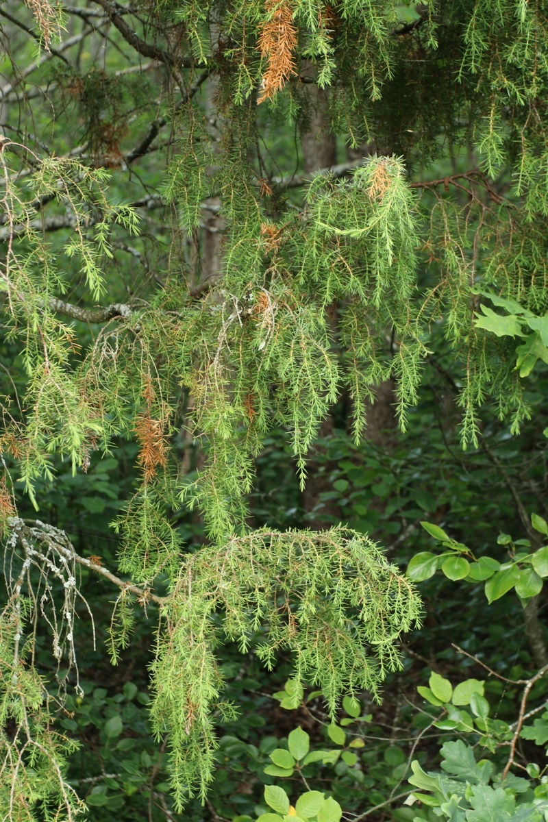 Изображение особи Juniperus communis.