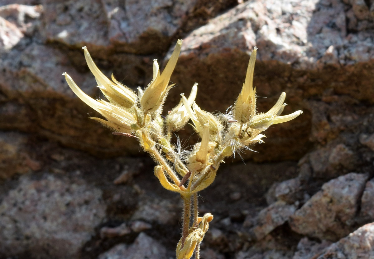 Изображение особи Cerastium dichotomum.