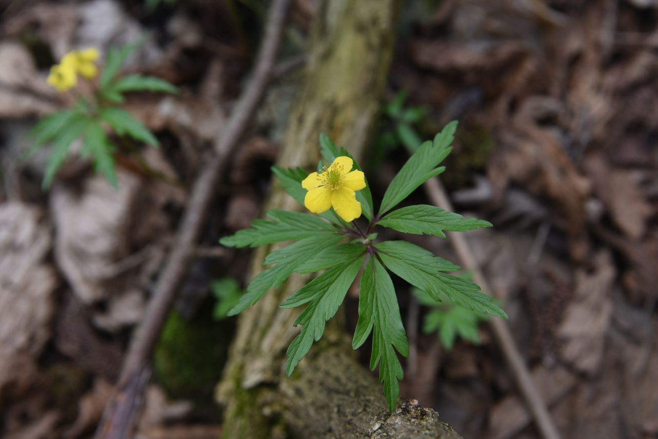 Image of Anemone ranunculoides specimen.