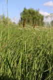 Смотреть изображение Carex vulpina