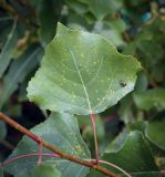 View full-size image Populus nigra