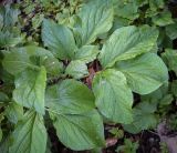 Смотреть изображение род Paeonia