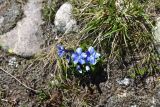 View full-size image genus Gentiana