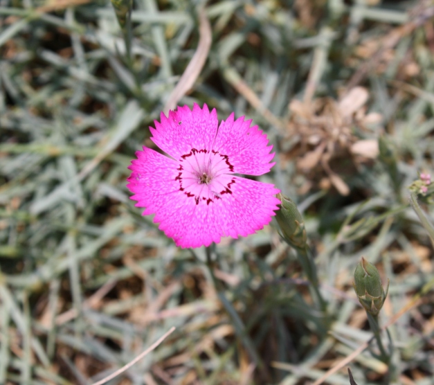 Image of Dianthus acantholimonoides specimen.