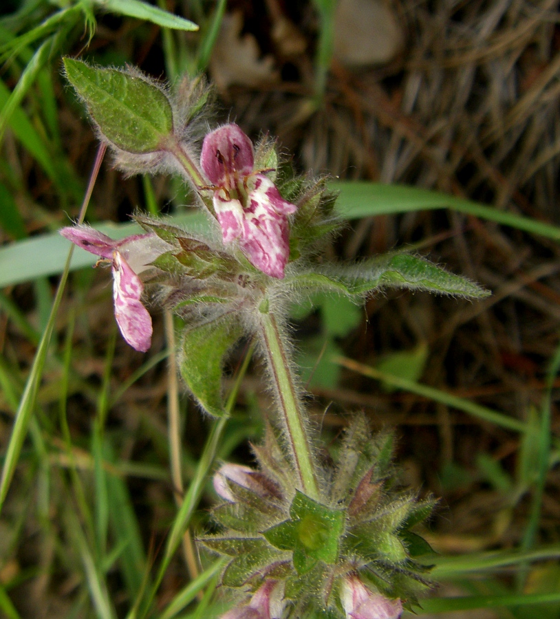 Image of Stachys alpina specimen.