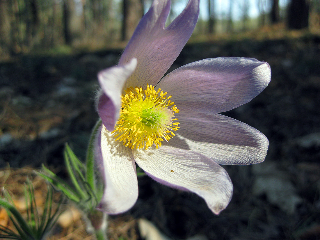 Image of Pulsatilla patens specimen.