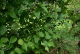 View full-size image Clematis vitalba