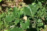 View full-size image Quercus petraea
