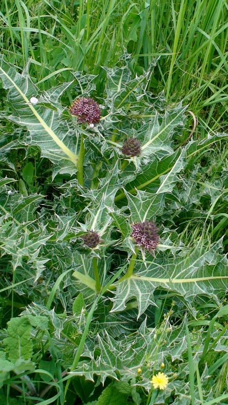 Image of Gundelia armeniaca specimen.