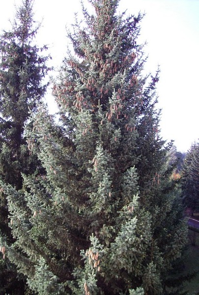 Изображение особи Picea obovata.