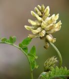 Astragalus uliginosus. Соцветие. Приморский край, Лазовский р-н, Лазовский заповедник, кордон Карпадь, долина р. Прямушки. 19.08.2009.