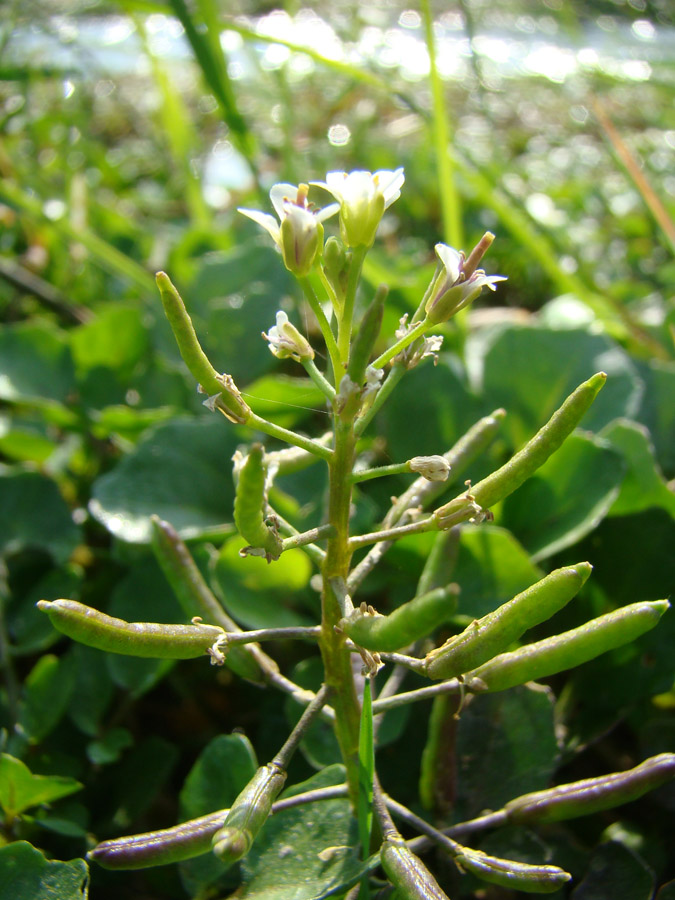 Изображение особи Nasturtium officinale.